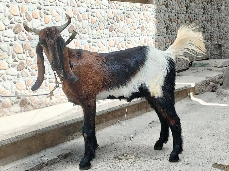 Desi Goat For Sale | Pure Khassi bakra | donda 8