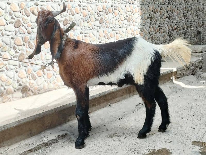 Desi Goat For Sale | Pure Khassi bakra | donda 9