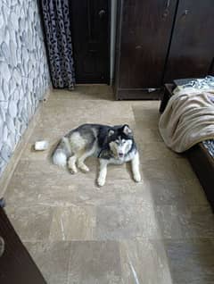 Siberian