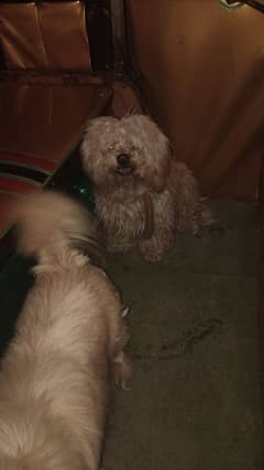 poodle