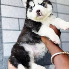 Siberian