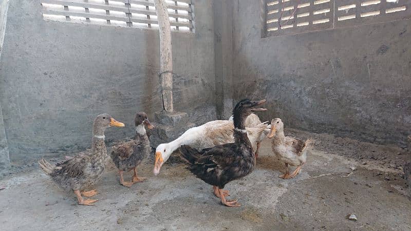 ducks for sale Urgent 0