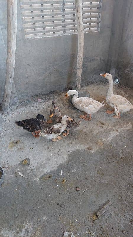ducks for sale Urgent 1
