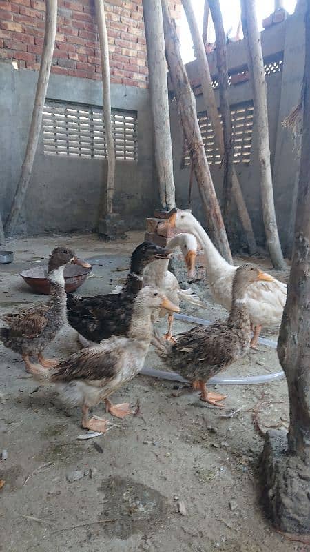 ducks for sale Urgent 3