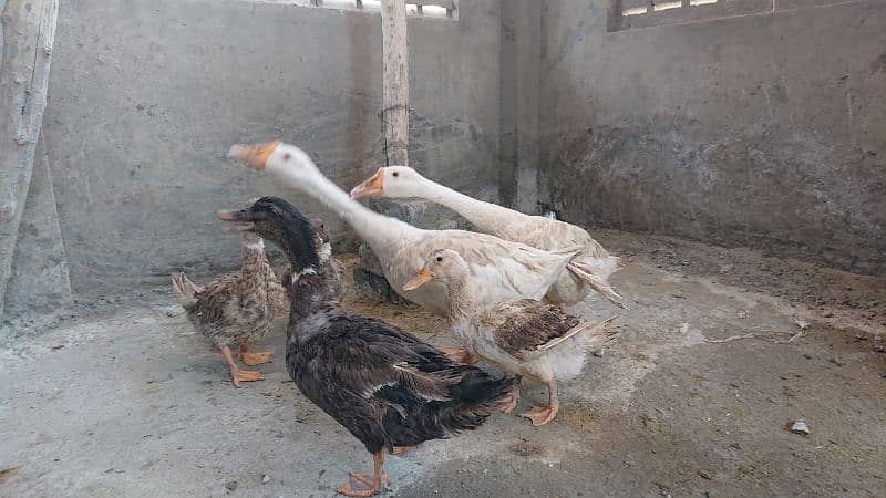 ducks for sale Urgent 5