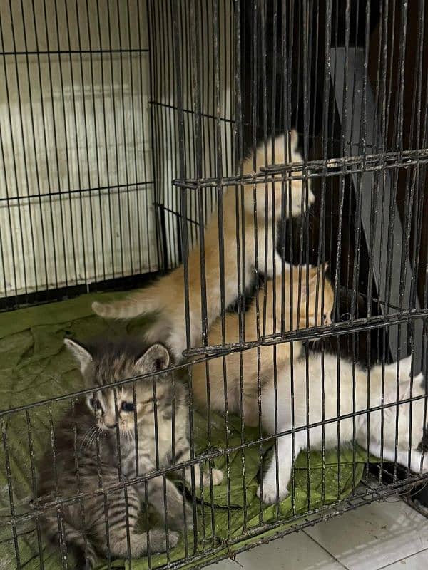 Persian Female With 4 kittens 0