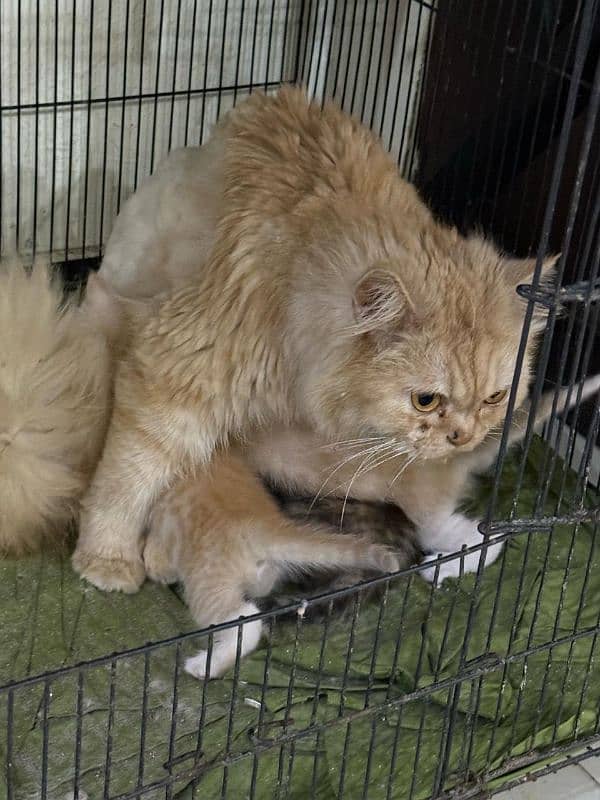 Persian Female With 4 kittens 1