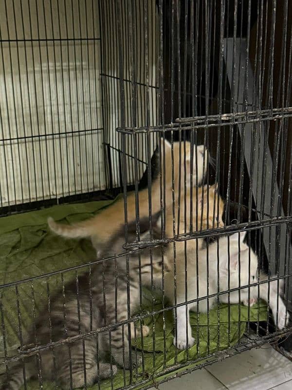 Persian Female With 4 kittens 3