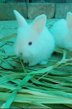 angora