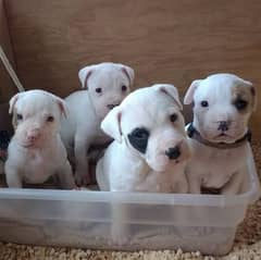 American pitbull puppies available for new home