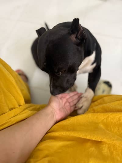 Adult male pitbull for sale