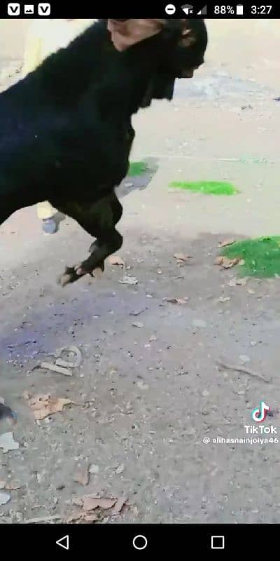 GOAT BREEDING 5