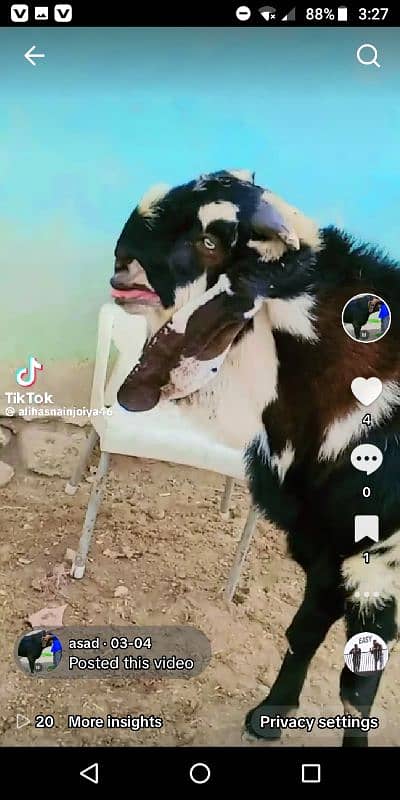 GOAT BREEDING 6