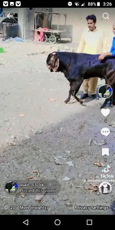 GOAT BREEDING 7
