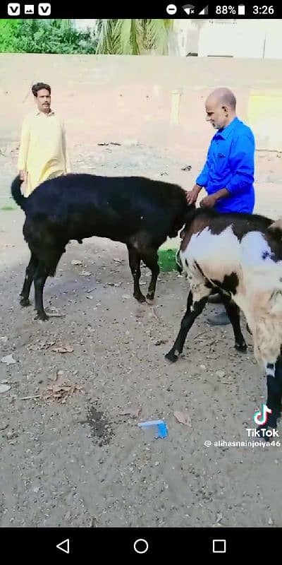 GOAT BREEDING 8