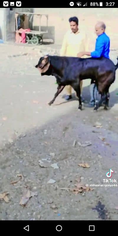 GOAT BREEDING 9