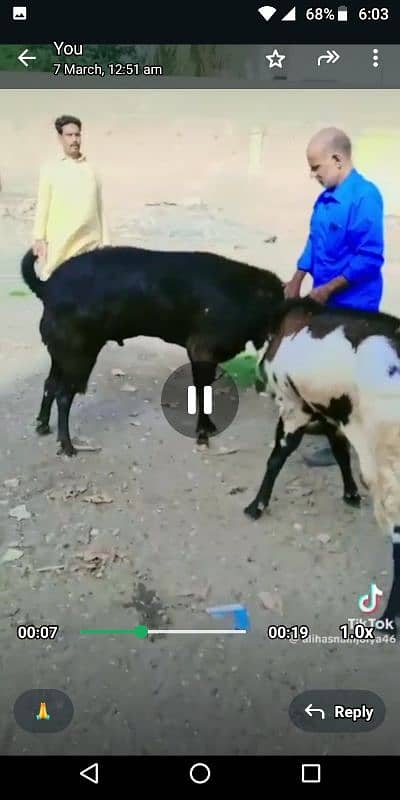 GOAT BREEDING 10