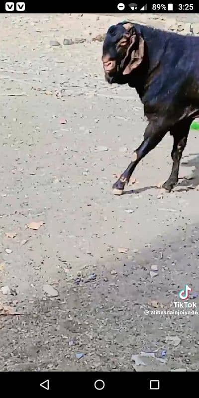 GOAT BREEDING 11