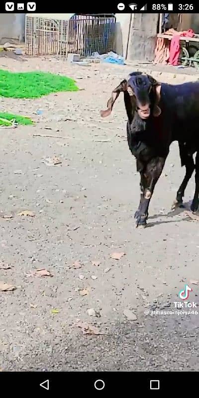 GOAT BREEDING 12