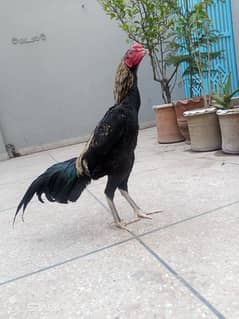 aseel thai