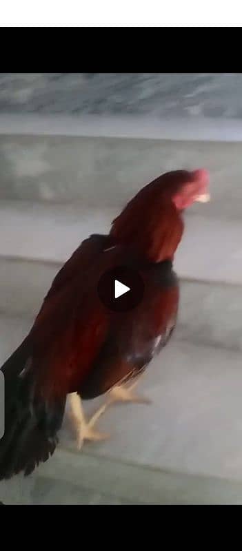 pure asseel breed cock Murga 1.5 year healthy and active ko 0