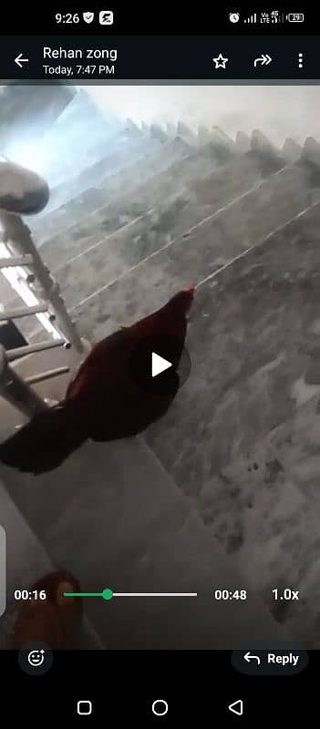pure asseel breed cock Murga 1.5 year healthy and active ko 1