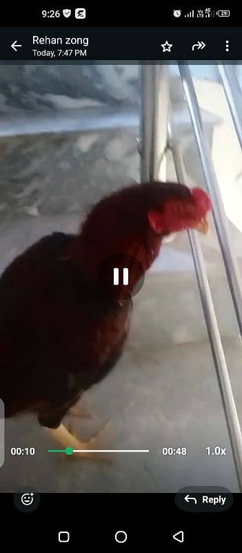 pure asseel breed cock Murga 1.5 year healthy and active ko 2