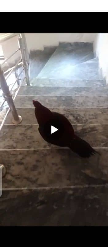 pure asseel breed cock Murga 1.5 year healthy and active ko 3