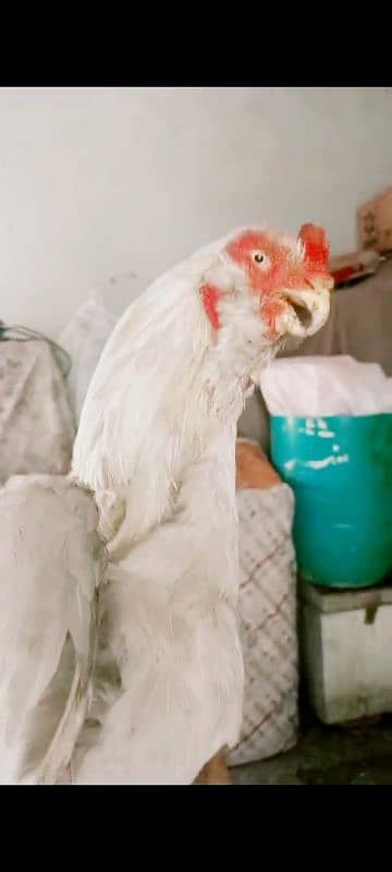 Qandahari Parrot Beak Hera egg 0