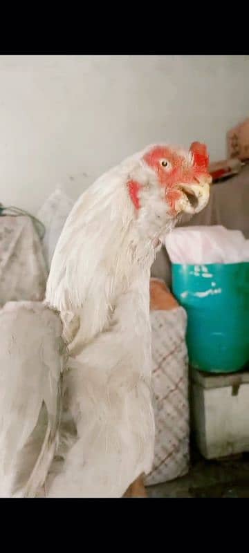Qandahari Parrot Beak Hera egg 1