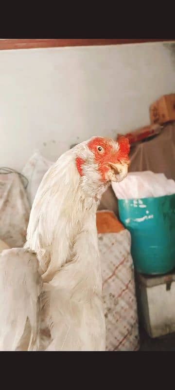 Qandahari Parrot Beak Hera egg 2