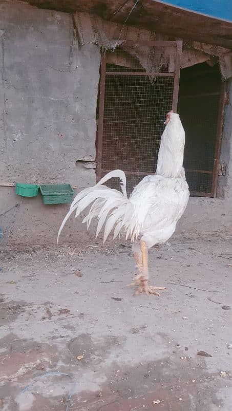 Qandahari Parrot Beak Hera egg 3