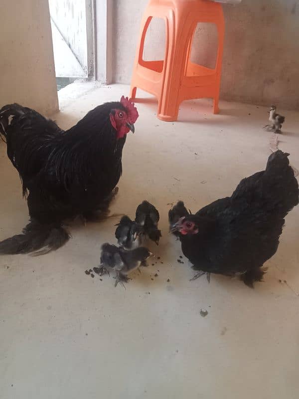 for sale African bantum (Fancy) 0