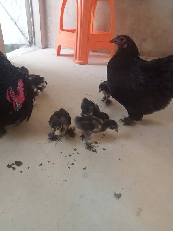for sale African bantum (Fancy) 2