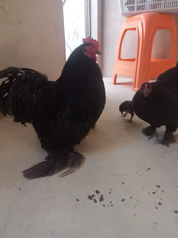 for sale African bantum (Fancy) 3