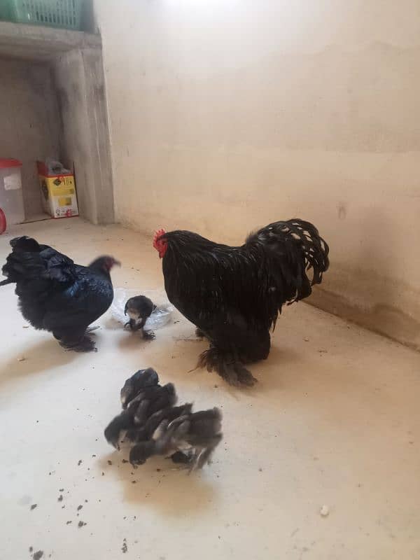for sale African bantum (Fancy) 4