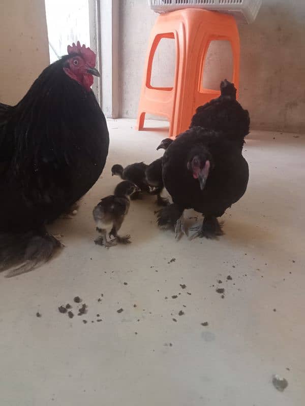 for sale African bantum (Fancy) 5