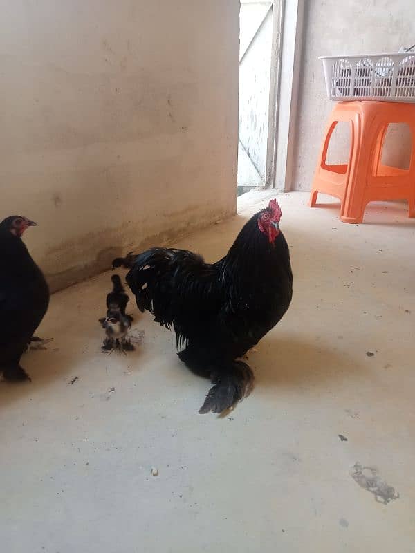 for sale African bantum (Fancy) 6