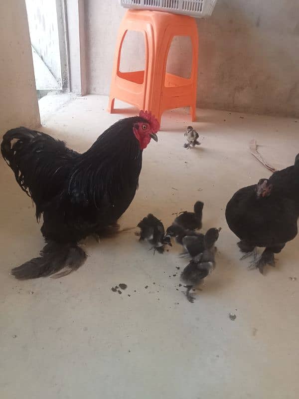 for sale African bantum (Fancy) 7