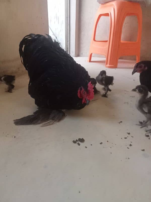 for sale African bantum (Fancy) 9