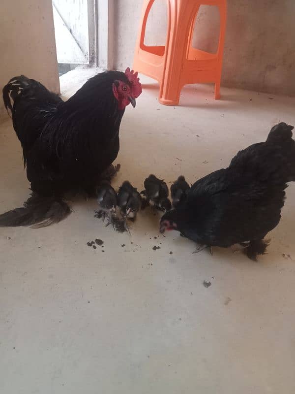 for sale African bantum (Fancy) 13