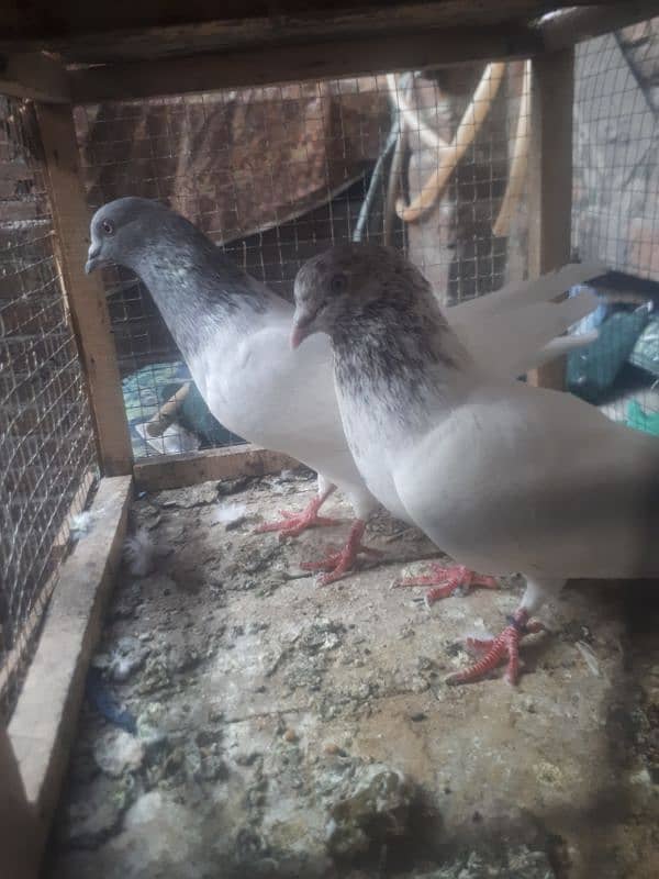 many type of pigeons for sale 0