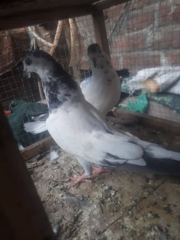 many type of pigeons for sale 1