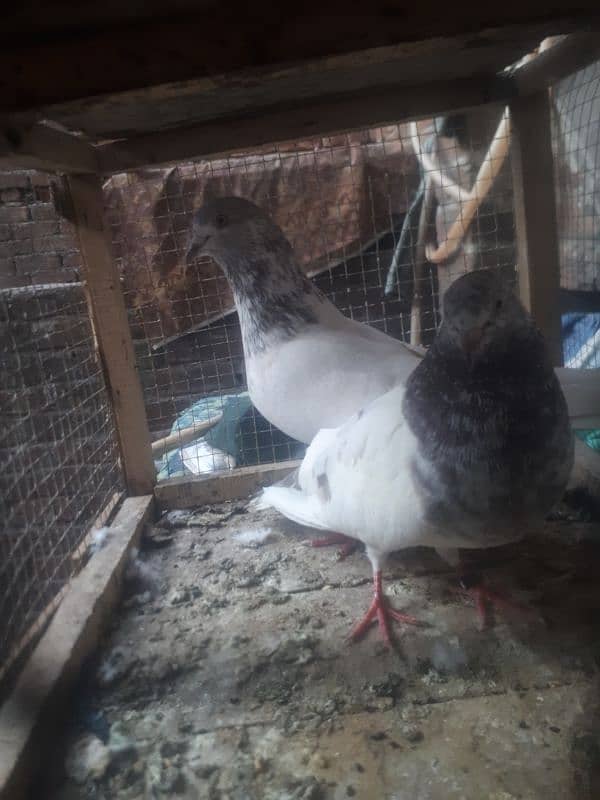 many type of pigeons for sale 3