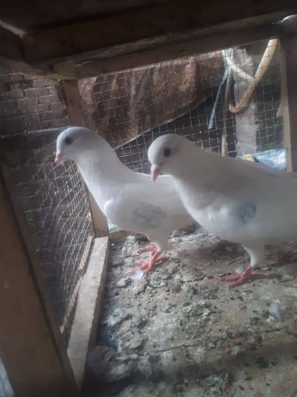 many type of pigeons for sale 4