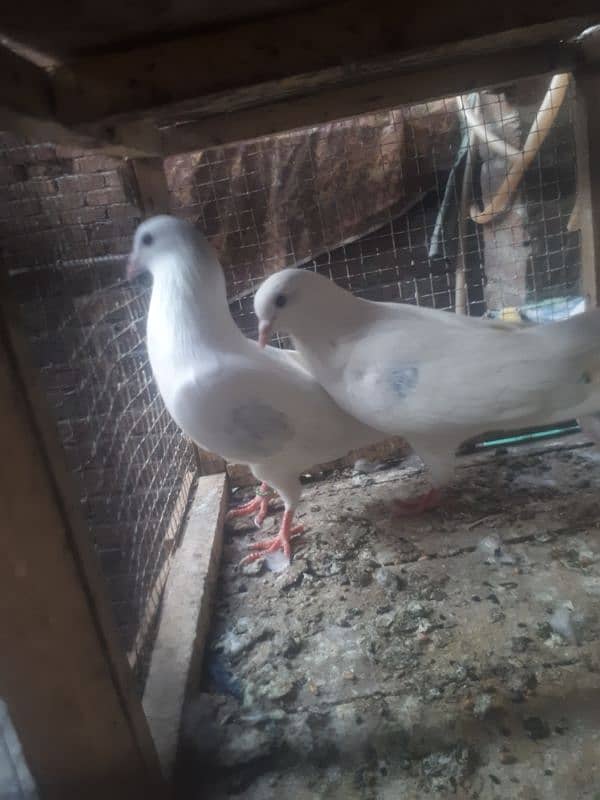 many type of pigeons for sale 5
