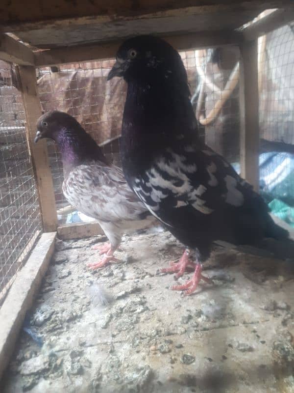 many type of pigeons for sale 6