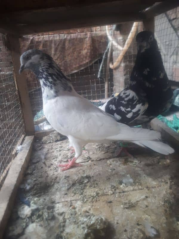 many type of pigeons for sale 7