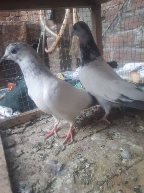 many type of pigeons for sale 8