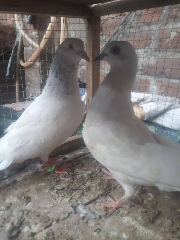 many type of pigeons for sale 9